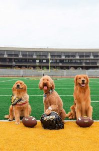 picture of therapy dogs golden retriever and goldendoodle on usm football feild with paw on footballs